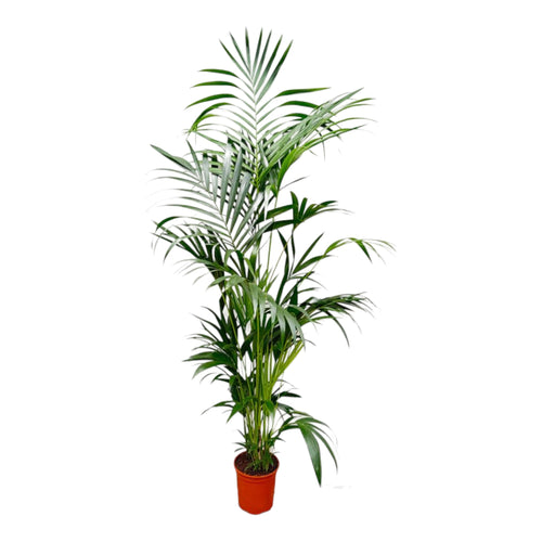 Trendyplants - Kentia palm - Howea Forsteriana - Kamerplant - Hoogte 190-210 cm - Potmaat Ø24cm - vtwonen shop