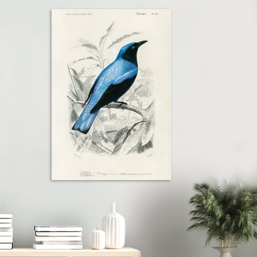 Artfulprints  Charles Dessalines d'Orbigny - Square-tailed drongo (Edoius caerulescens)   poster A4 21x29.7 cm - vtwonen shop