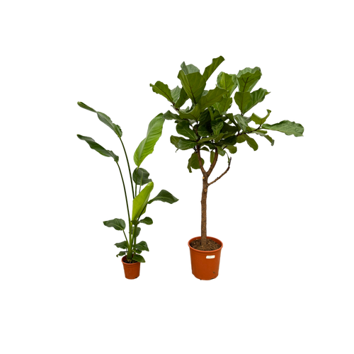 Trendyplants - Ficus Lyrata boom - 160 cm - Ø30cm + Strelitzia Nicolai - 130 cm - Ø17cm - vtwonen shop