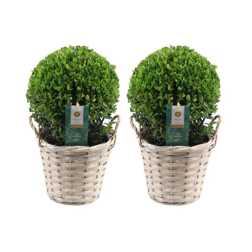 Trendyplants - Ilex crenata 'Jenny' in rietenmand - Buxus bol - set van 2 stuks - Winterhard  - Hoogte 25-45 cm - Potmaat Ø20cm - vtwonen shop