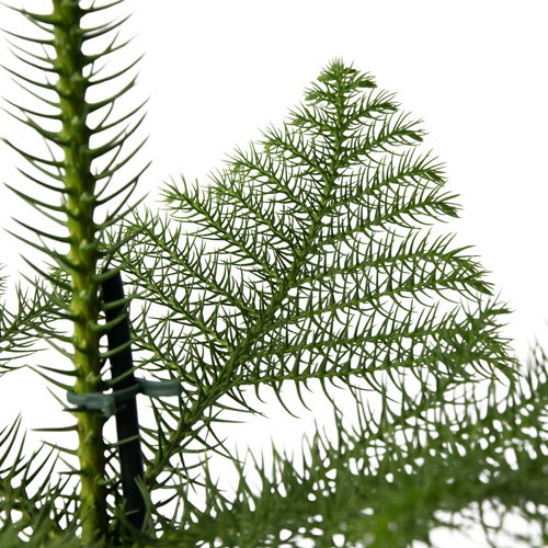 Plant in a Box kamerplant Araucaria heterophylla Met Mand - hoogte 50-60cm - pot 17cm - vtwonen shop