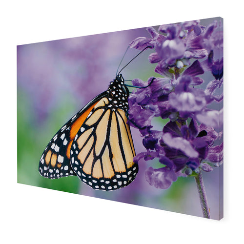 Art for the Home Buitencanvas - Vlinder - 50x70cm