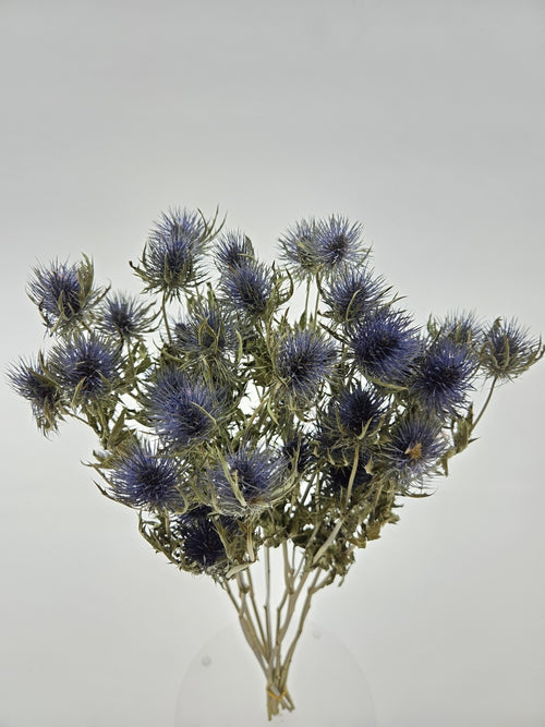 My Flowers.shop Naturel gedroogde Kruisdistels | Naturelle Eryngium droogbloemen | Maat L | Lengte ± 70 centimeter | Per bos - vtwonen shop