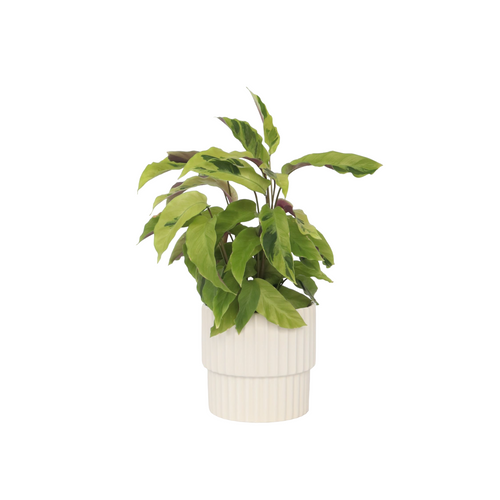 Plant in a Box Calathea Fusion Yellow - Luchtzuiverend - Kamerplant - Pot 14cm - Hoogte 30-40cm - vtwonen shop