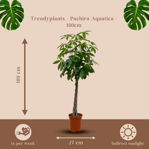 Trendyplants - Pachira Aquatica - Geldboom - Kamerplant - Hoogte 170-190 cm - Potmaat Ø27cm - vtwonen shop