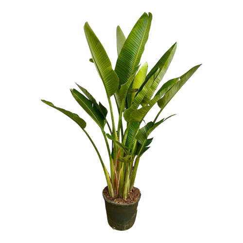 Trendyplants - Strelitzia Augusta multi stam - Paradijsvogelbloem - Kamerplant - Hoogte 215-235 cm - Potmaat Ø40cm - vtwonen shop