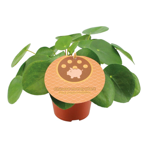 Trendyplants - Pilea Peperomioides - Pannenkoekplant - Kamerplant - Hoogte 10-30 cm - Potmaat Ø12cm - vtwonen shop