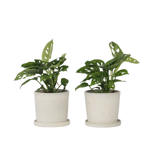 Plant in a Box Monstera Monkey Mask - Set van 2 - Rimpelgatenplant - Pot 12cm - Hoogte 25-30cm - vtwonen shop