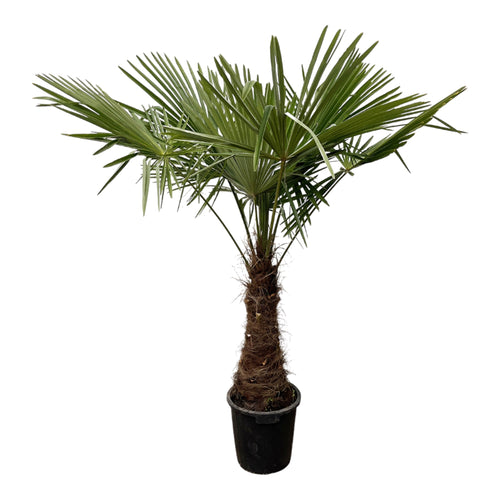 Trendyplants - Trachycarpus Fortuneii - Chinese waaierpalm - Hoogte 210-230 cm - Winterhard - Tuinplant - Potmaat Ø45cm - vtwonen shop