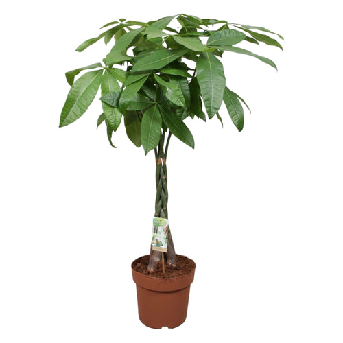 Trendyplants - Pachira Aquatica - Geldboom - Kamerplant - Hoogte 110-130 cm - Potmaat Ø24cm - vtwonen shop