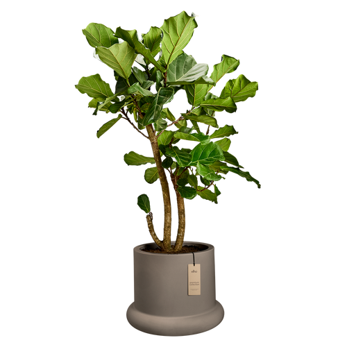 elho lana 56 burnt umber | Bloempot | Trendgericht premium statementdesign