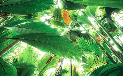 Sanders & Sanders fotobehang jungle bladeren groen - 450 x 280 cm - 612619 - vtwonen shop