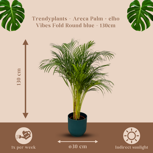 Trendyplants - Areca palm - ↨130cm - Ø24cm inclusief elho Vibes Fold Round blauw Ø30cm x ↨27cm - vtwonen shop