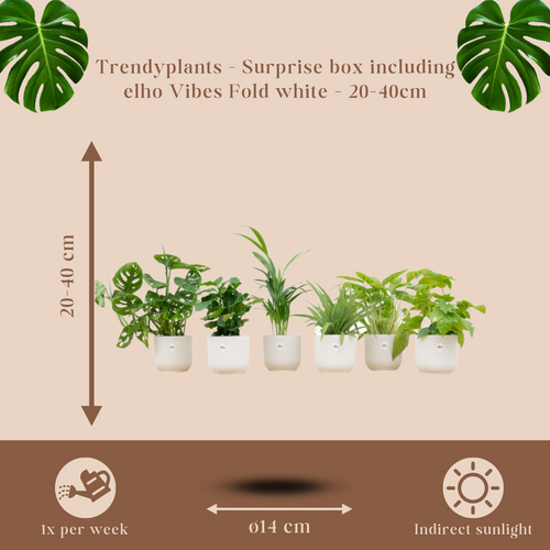 Trendyplants - Verrassingsbox - 6 kamerplanten inclusief elho Vibes Fold Round wit - Hoogte 20-40 cm - Potmaat Ø14cm - vtwonen shop