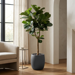 Maxifleur Lyrata Deluxe Y Kunstboom 170cm in pot
