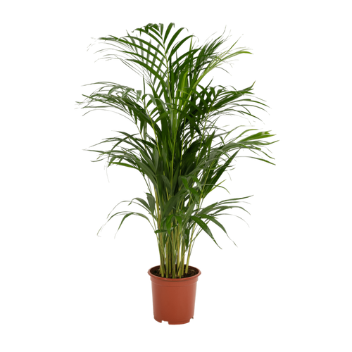 Trendyplants - Areca palm - Goudpalm - Kamerplant - Hoogte 75-95 cm - Potmaat Ø19cm - vtwonen shop