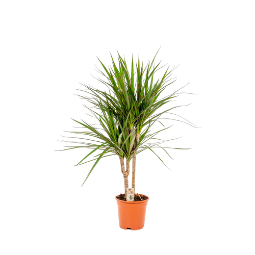 Trendyplants - Dracaena Marginata - Drakenbloedboom - Kamerplant - Hoogte 80-100 cm - Potmaat Ø17cm - vtwonen shop