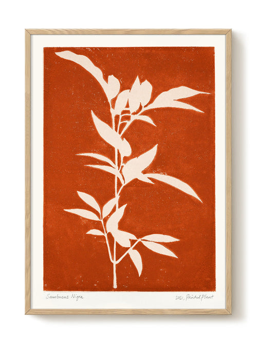 PrintedPlant - Sambucus Nigra - PSTR studio Kunst Poster - vtwonen shop