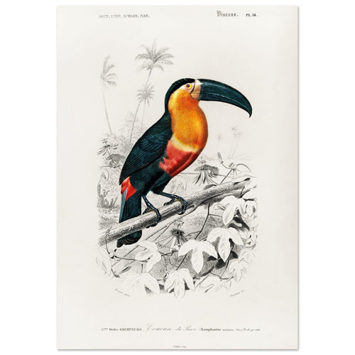 Artfulprints Poster met Lijst Charles Dessalines d'Orbigny - Toucan (ramphastos)   - 50x70 cm - Oranje