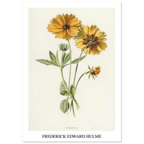 Artfulprints  Frederick Edward Hulme - Coreopsis   poster A4 21x29.7 cm