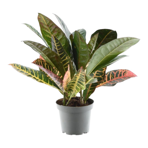 Trendyplants - Codiaeum Variegatum 'Petra' - Croton - Kamerplant - Hoogte 20-40 cm - Potmaat Ø12cm - vtwonen shop