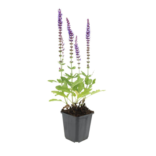 Trendyplants - Salvia Nemorosa 'Ostfriesland' - 12 stuks - Salie - Winterhard - Hoogte 10-25cm - Potmaat Ø9cm - vtwonen shop