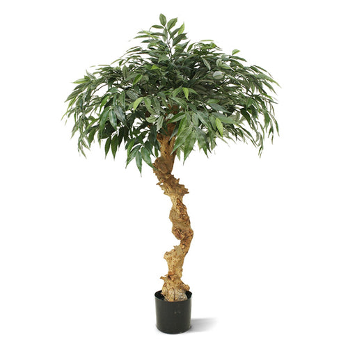 Maxifleur Shirakashi kunst bonsai op stam 100cm
