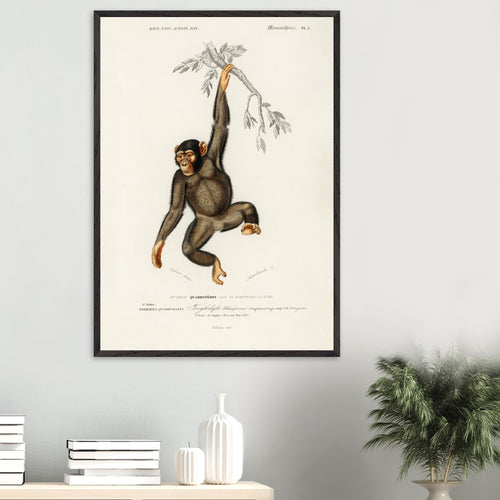 Artfulprints Poster Charles Dessalines d'Orbigny - Chimpangze (troglodyte chimpanze)   - A4 21x29.7 cm - Bruin