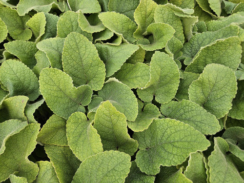 Trendyplants - Phlomis russeliana - 12 stuks - Brandkruid - Winterhard - Hoogte 10-30 cm - Potmaat Ø9cm - vtwonen shop