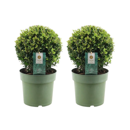 Trendyplants - Ilex crenata 'Jenny' - Buxus bol - 2 stuks  - Winterhard - Hoogte 25-45 cm - Potmaat Ø20cm - vtwonen shop