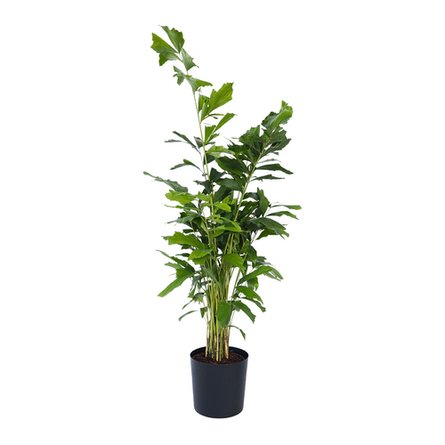 Plant in a Box Caryota mitis - Groene kamerplant - Pot 27cm - Hoogte 120-130cm - vtwonen shop