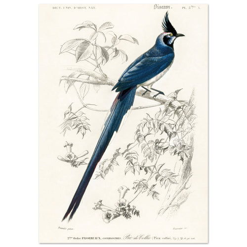 Artfulprints  Charles Dessalines d'Orbigny - Black-throated magpie-jay (pica colliei)   poster A4 21x29.7 cm - vtwonen shop