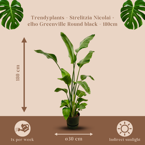 Trendyplants - Strelitzia Nicolai inclusief elho Greenville Round zwart - 170 cm - Ø30cm - vtwonen shop