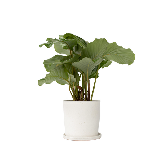 Plant in a Box Calathea Orbifolia - Pauwenplant - Pot 21cm - Hoogte 55-60cm - vtwonen shop