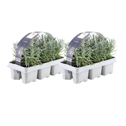 Trendyplants - Lavendel angustifolia - 12 stuks - Lavendel - Winterhard - Hoogte 10-20 cm - Potmaat Ø7cm - vtwonen shop