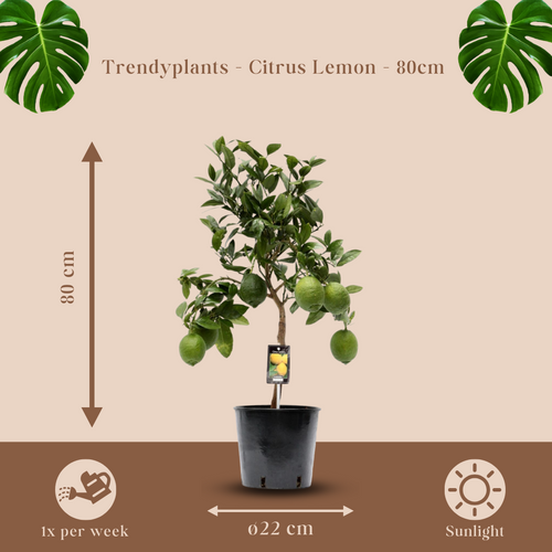 Trendyplants - Citrus Lemon - Citroenboom - Tuinplant - Hoogte 70-90 cm - Potmaat Ø22cm - vtwonen shop