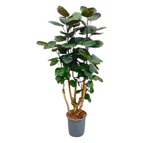 Trendyplants - Polyscias Fabian - Aralia - Kamerplant - Hoogte 120-140 cm - Potmaat Ø24cm - vtwonen shop