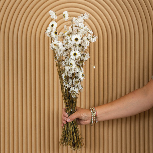 My Flowers.shop Witte Acroclinium droogbloemen | ± 35 bloempjes per bos | Lengte 45 centimeter | Per stuk - vtwonen shop