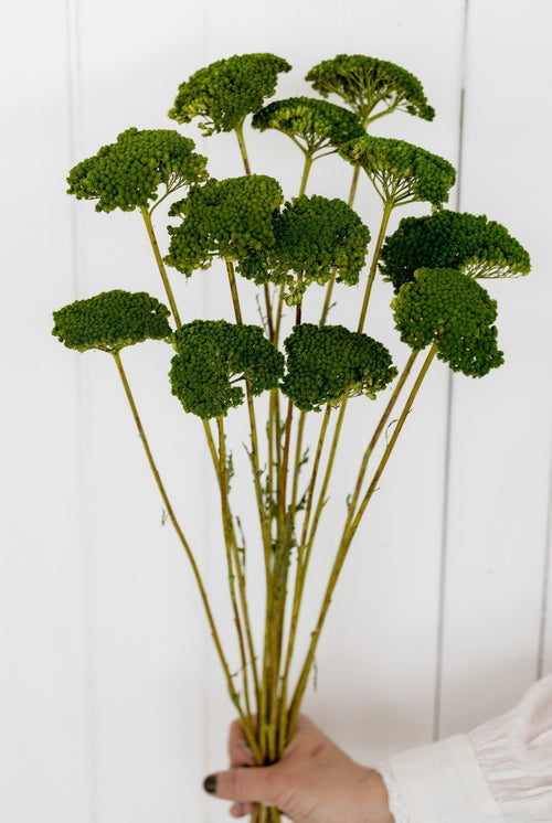 My Flowers.shop Groen gedroogd Duizendblad | Groene Achillea Parker droogbloemen | 10 stelen per bos | Lengte 65 centimeter - vtwonen shop