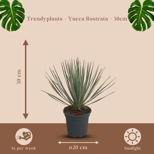 Trendyplants - Yucca Rostrata - Winterhard - Tuinplant - Hoogte 40-60 cm - Potmaat Ø20cm - vtwonen shop