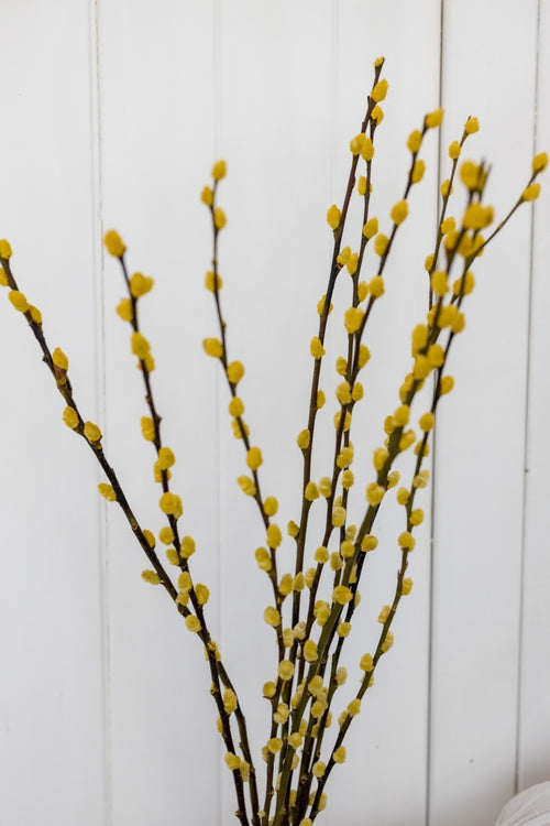 My Flowers.shop Geel gedroogde wilgenkatjes | Gele Salix droogbloemen | Lengte 70 centimeter | Per 20 takken - vtwonen shop