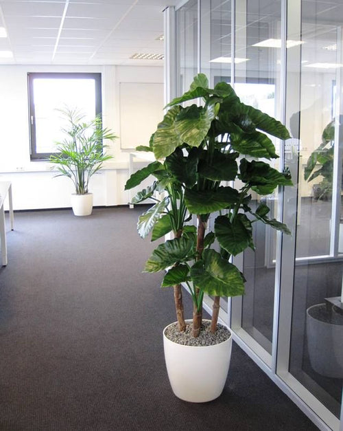 Maxifleur Alocasia Calidora deluxe kunstplant 165cm FR
