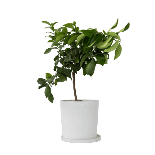 Plant in a Box fruitboom Citrus Limon - hoogte 60-70cm - pot 19cm - vtwonen shop