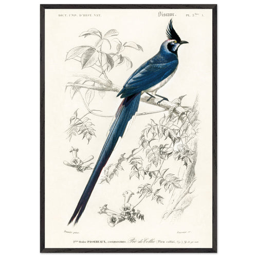 Artfulprints Poster met Lijst Charles Dessalines d'Orbigny - Black-throated magpie-jay (pica colliei)   - 70x100 cm - Blauw