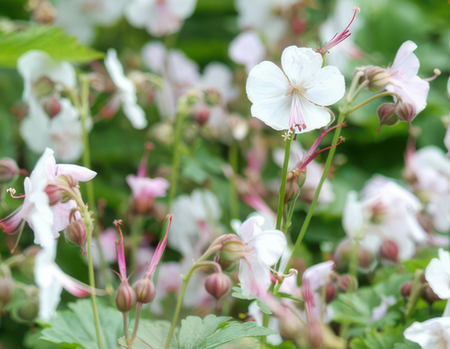 Trendyplants - Geranium cantabrigiense 'Biokovo' - 6 stuks - Ooievaarsbek - Winterhard - Hoogte 10-30 cm - Potmaat Ø9cm - vtwonen shop