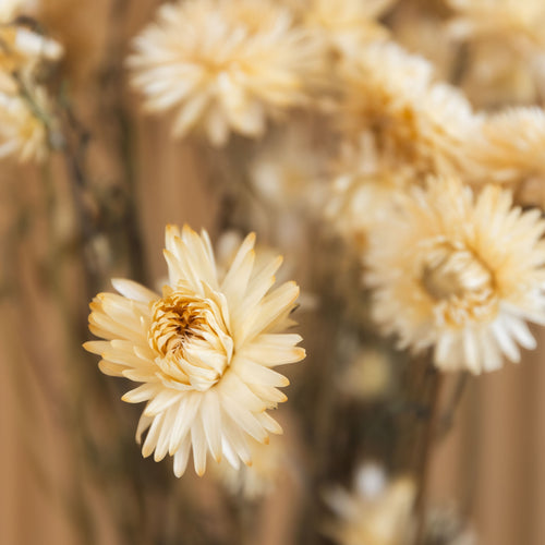 My Flowers.shop Gedroogde witte Helichrysum | Witte strobloemen droogbloemen | Lengte 55 centimeter | Per stuk - vtwonen shop