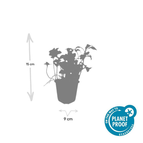 Trendyplants - Pachysandra terminalis 'Green Sheen' - 12 stuks - Schaduwkruid - Winterhard - Hoogte 10-30 cm - Potmaat Ø9cm - vtwonen shop