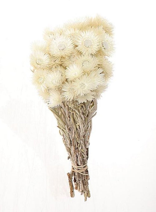 My Flowers.shop Wit naturelle Kaaps Everlasting droogbloemen | Lengte ± 40 centimeter | Per bos - vtwonen shop