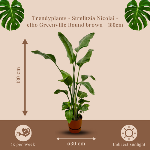 Trendyplants - Strelitzia Nicolai inclusief elho Greenville Round bruin - 170 cm - Ø30cm - vtwonen shop