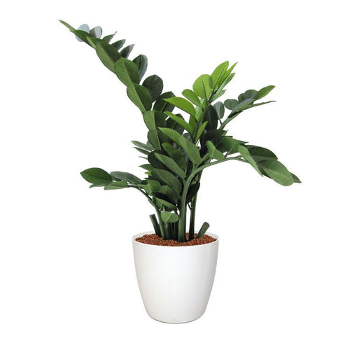 Maxifleur Zamioculcas kunstplant 65cm